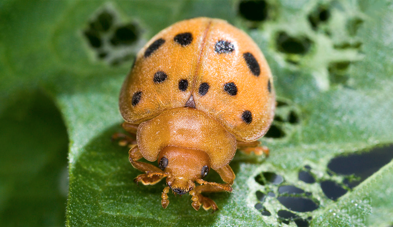 Lutte contre la cochenille : Les coccinelles mexicaines à l’œuvre