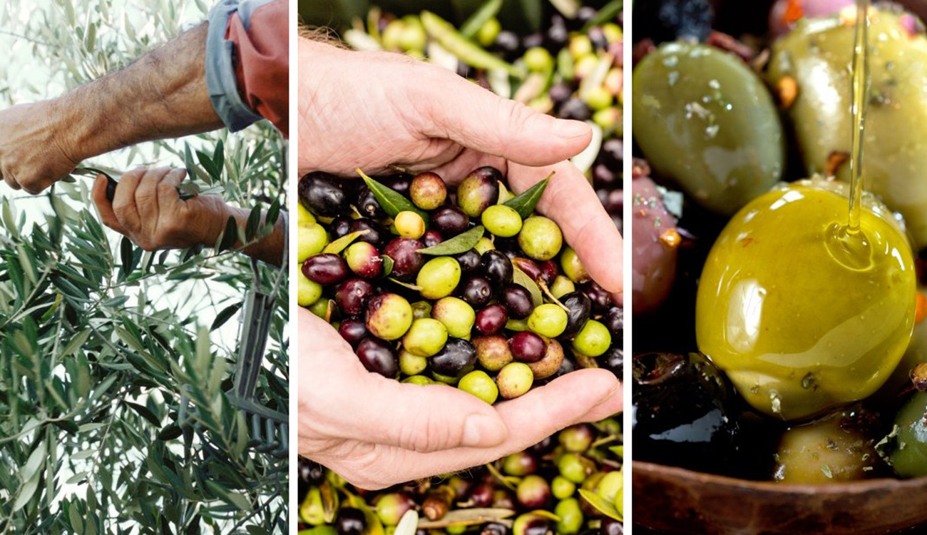 Dattes, huiles, agrumes et autres délices : Innover, découvrir et...