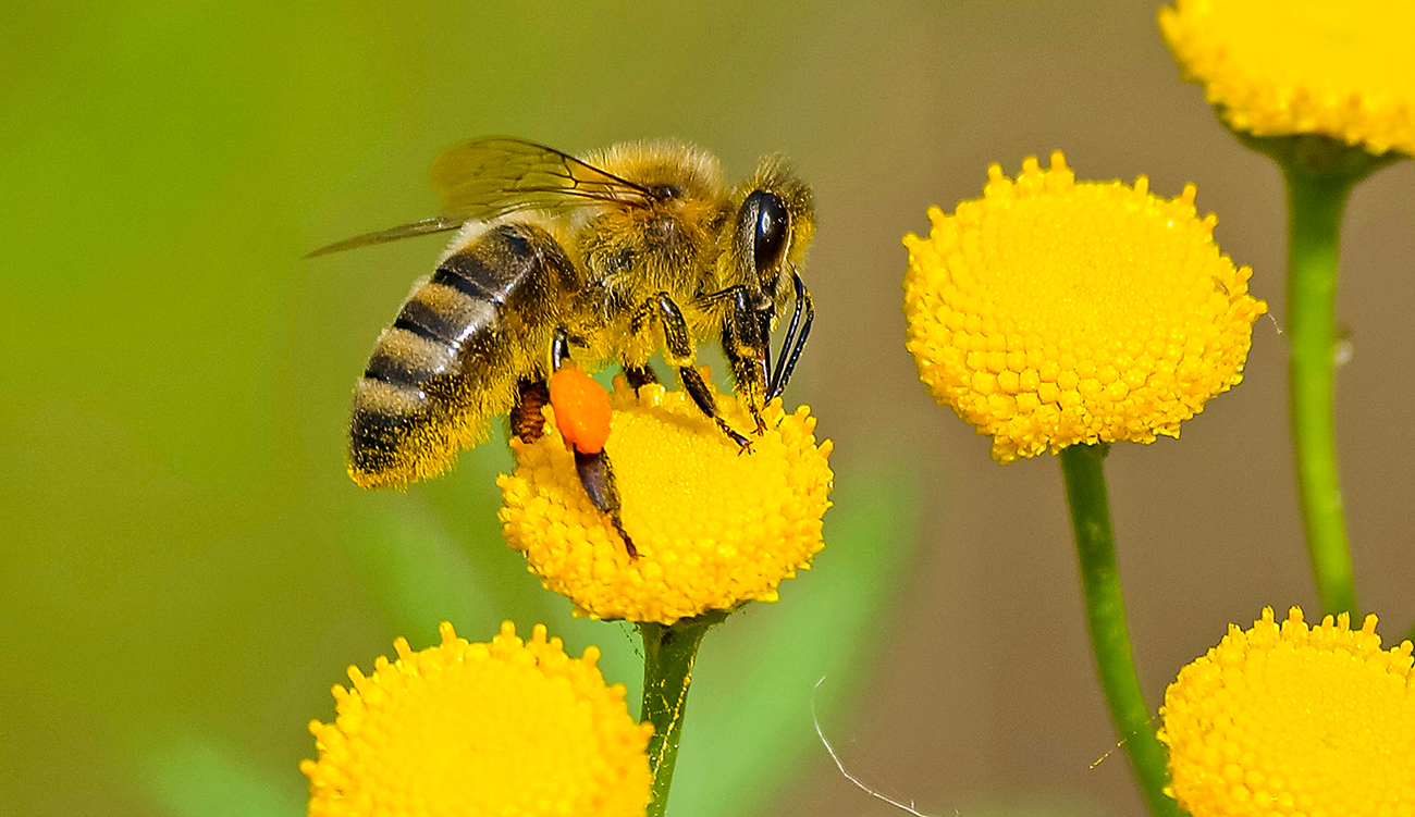 Effondrement des insectes : les scientifiques tirent la sonnette d’alarme