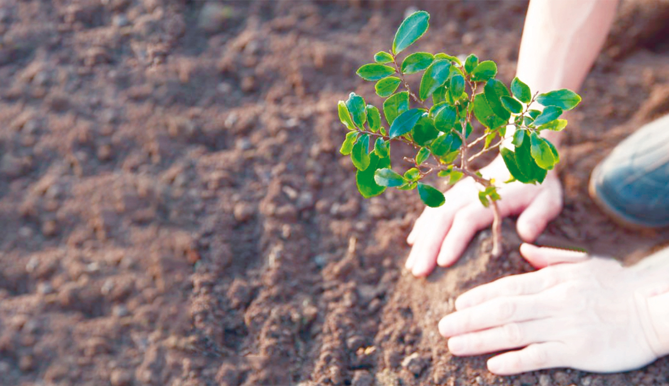 Environnement : Lancement en 2026 du projet national de reboisement...