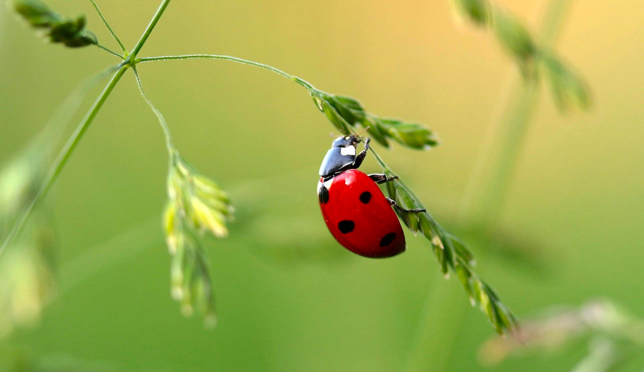 Siliana : entre 2 000 et 3 000 coccinelles mexicaines...