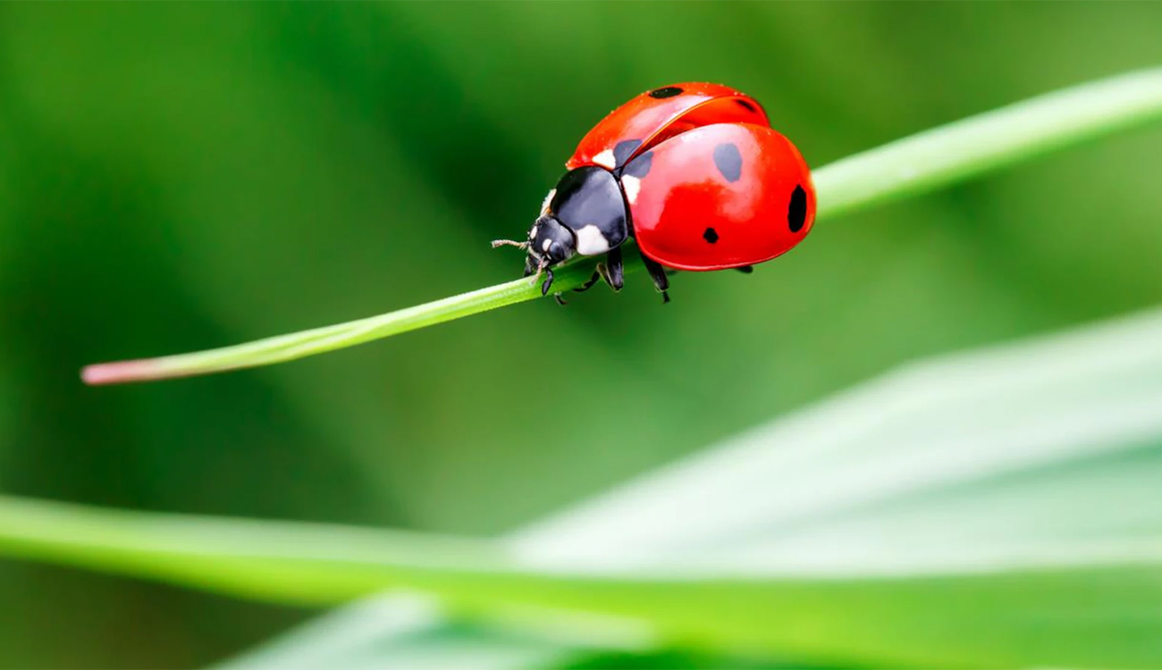 Zaghouan : 5500 coccinelles lâchées pour sauver les figuiers de...