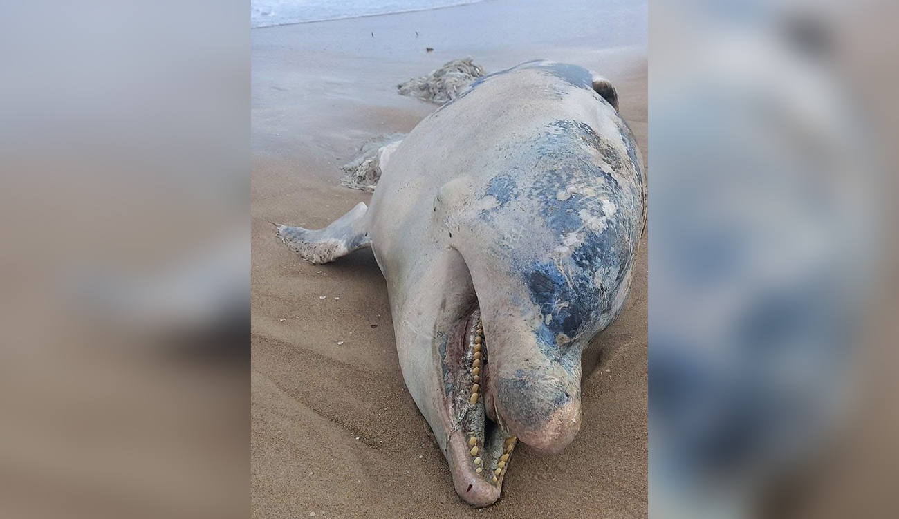 Découverte d’un dauphin en décomposition sur le littoral de Bizerte