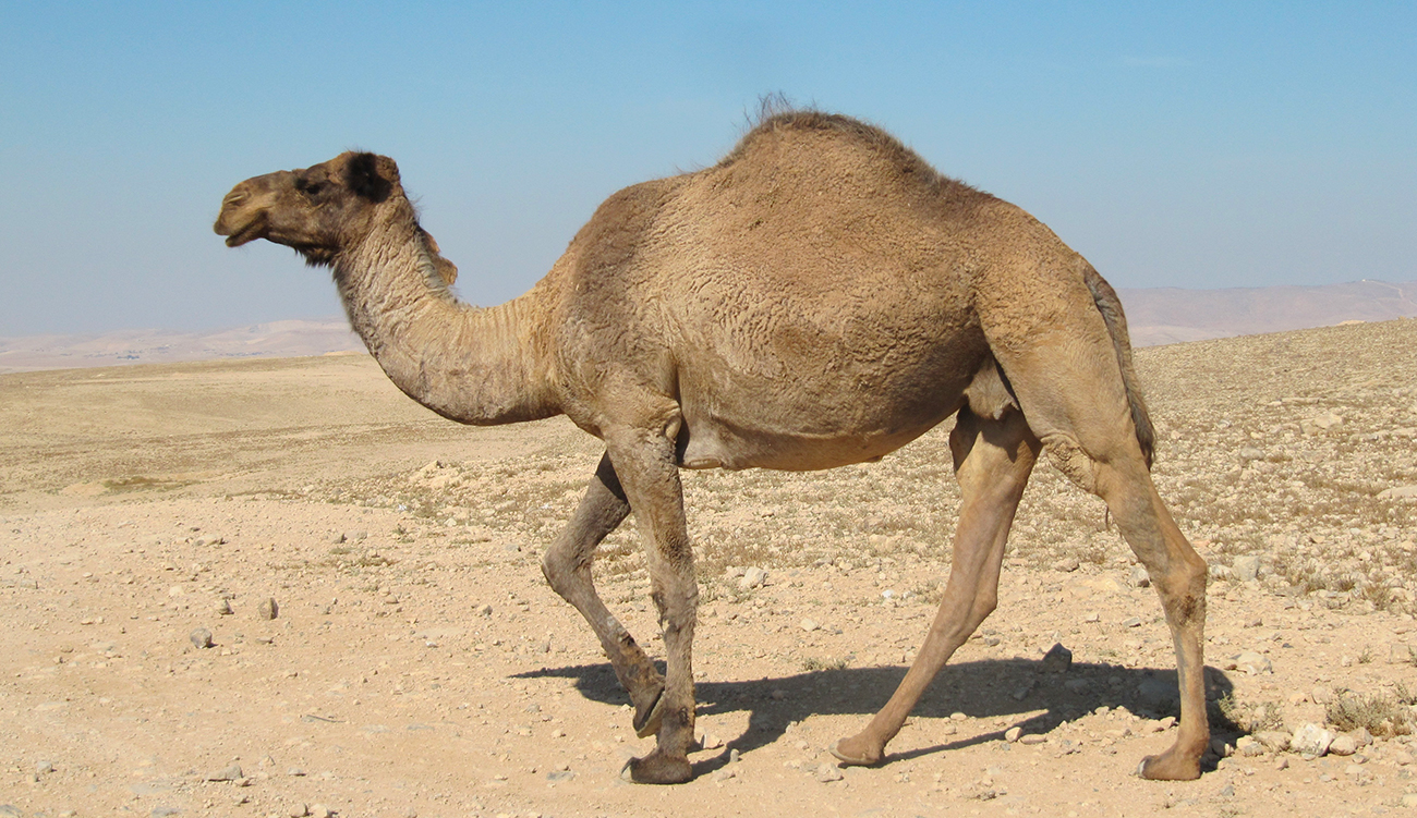 Viande cameline : avec 2 500 tonnes annuelles, Tataouine lance...