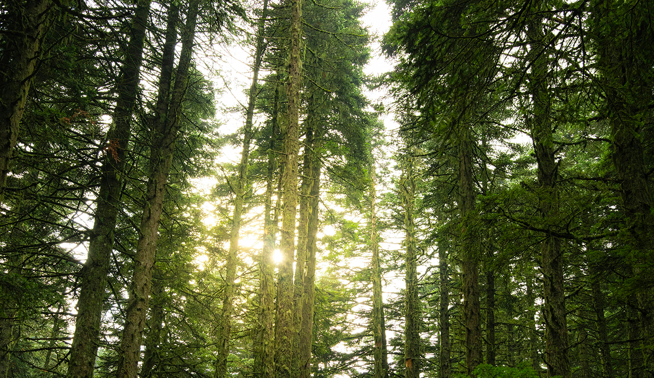 Nabeul : vers le reboisement de 100 hectares de forêts