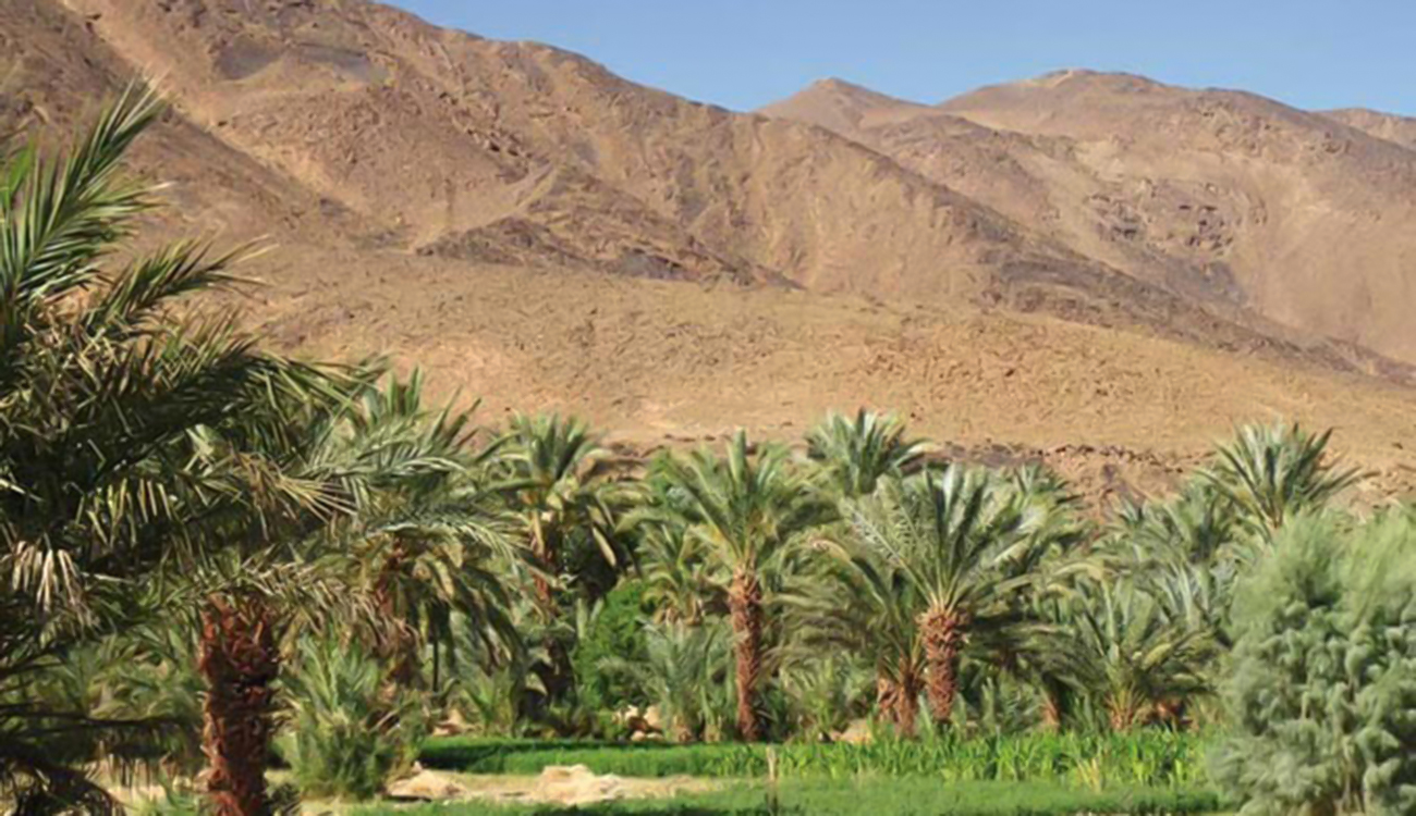 Gafsa : Une oasis dans le ciel, la serre qui...