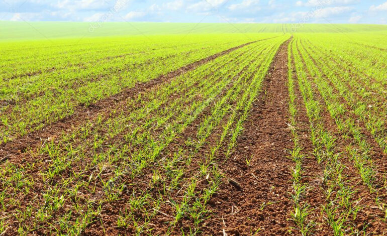 Siliana : les professionnels appellent à accélérer d&rsquo;urgence la distribution des semences et engrais