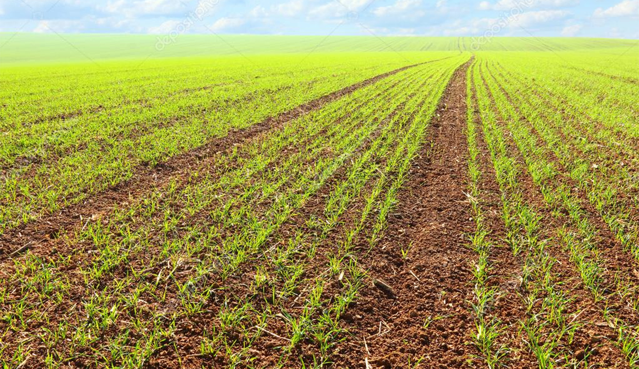 Siliana : les professionnels appellent à accélérer d’urgence la distribution...