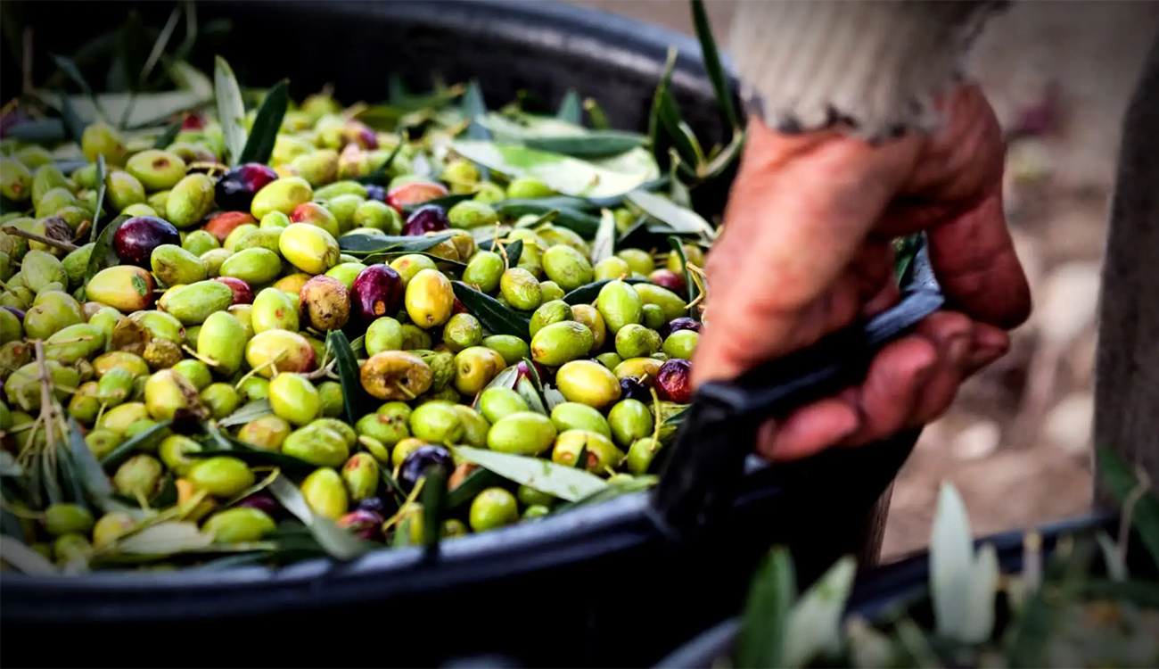 Récolte des olives  : un rythme tardif et des...
