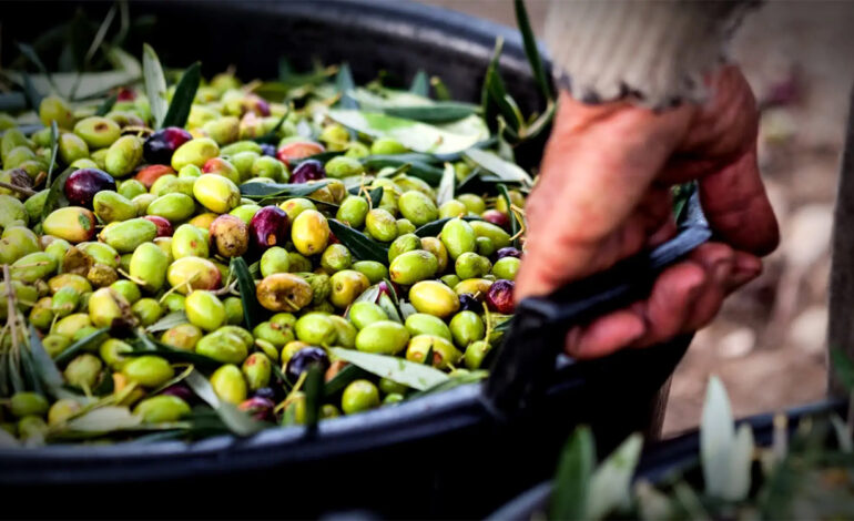 Récolte et transformation des olives : un taux d&rsquo;avancement de 7%