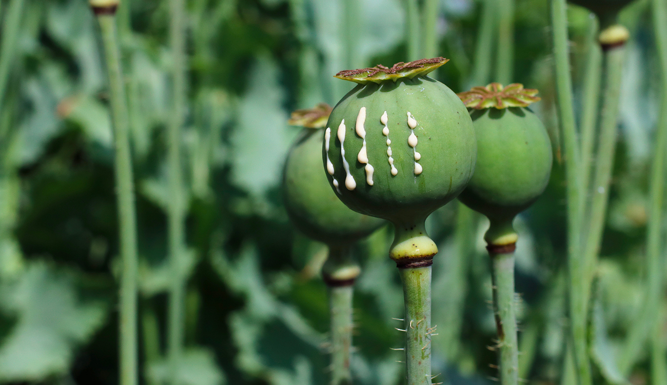 Afghanistan : la culture de l’opium chute de 20%