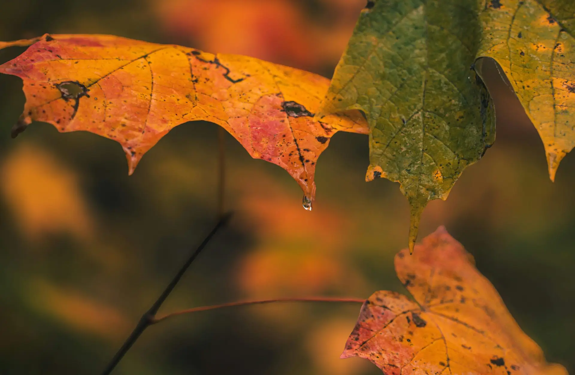 Pluies éparses et baisse des températures attendues ce lundi en...