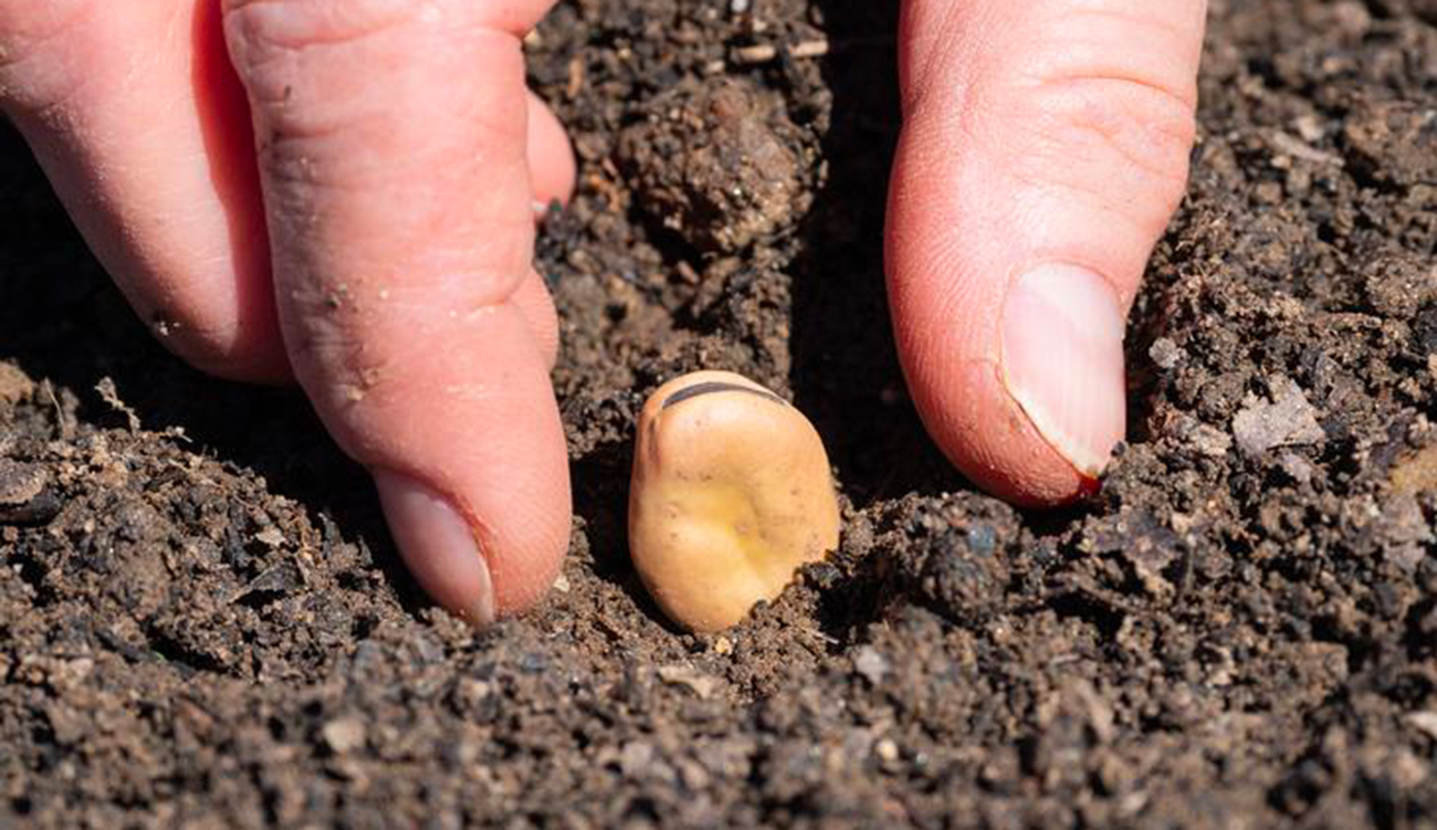 La Foula et le Mansaj n’ont pas disparu, mais …