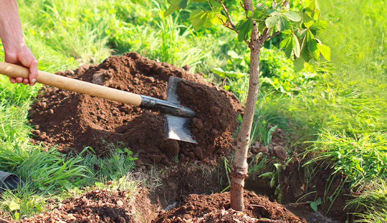 Environnement : Fête nationale de l’Arbre, hier