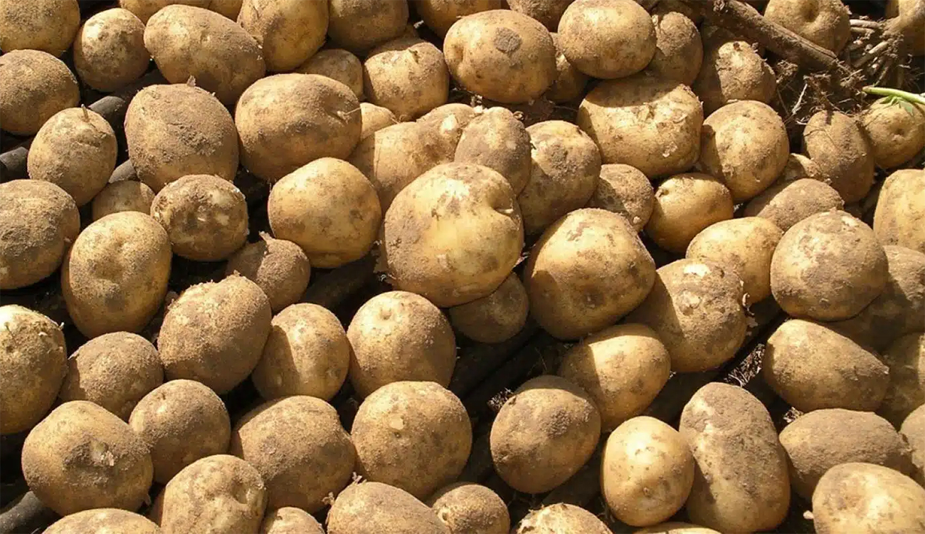 Pommes de terre cachées à Sousse : la police déjoue...