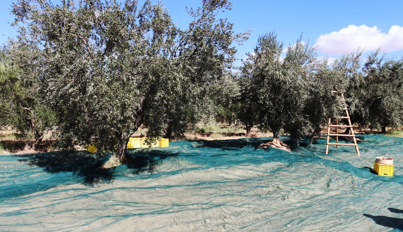 Kairouan : Démarrage de la récolte oléicole dans l’effervescence