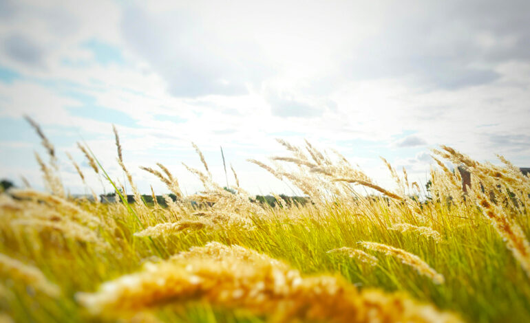Météo : Légère hausse des températures