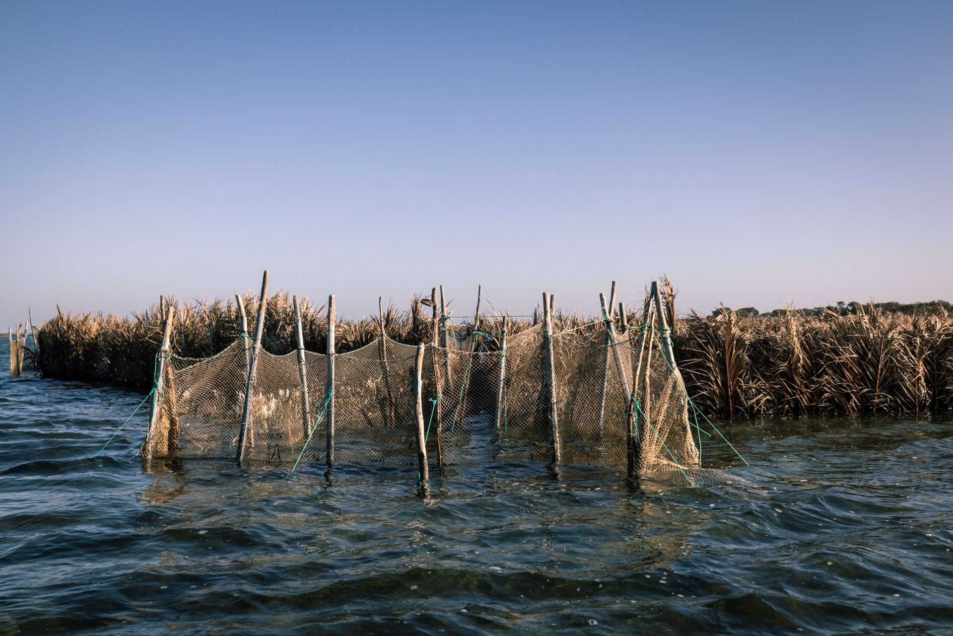 Repos biologique dans le secteur de la pêche: adoption d’un...