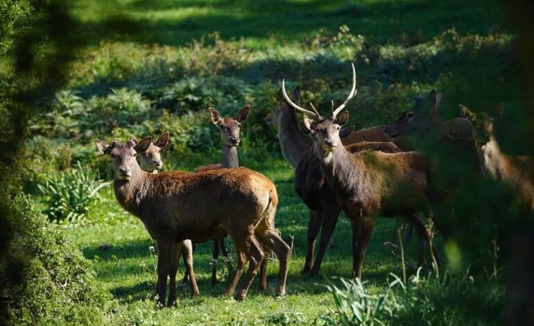 Le Cerf de Barbarie, joyau retrouvé d’El Feija, reprend racine en Tunisie