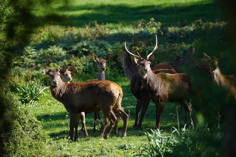 Le Cerf de Barbarie, joyau retrouvé d’El Feija, reprend racine...