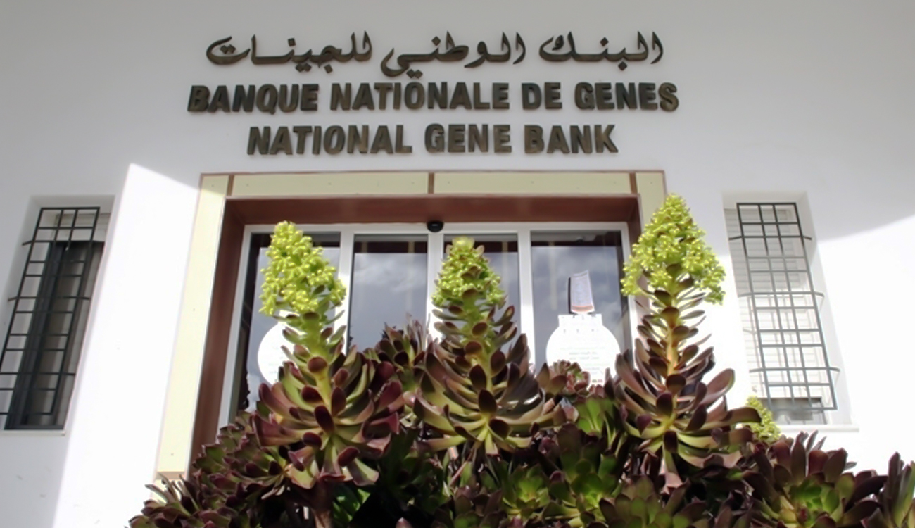 Banque nationale de gènes (BNG) : Un réservoir de nos...