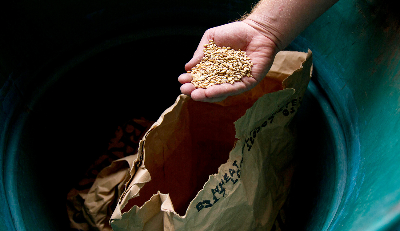 Céréales – Semailles 2025-2026 : Le manque de semences brise...