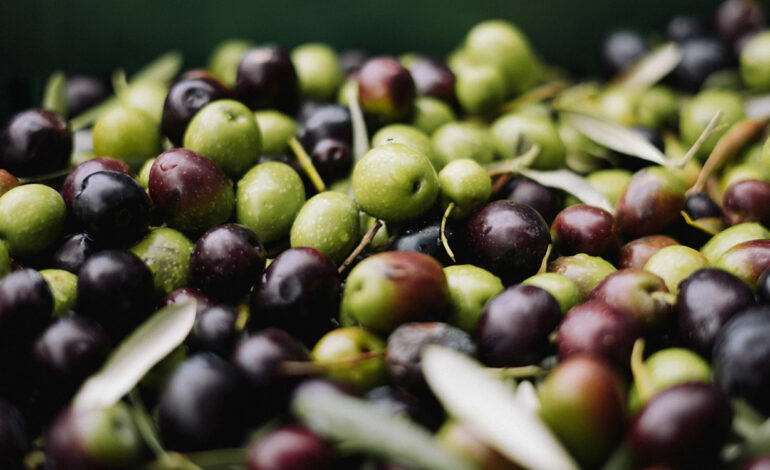 Cette variété tunisienne d’huile d’olive, la meilleure au monde pour sa valeur nutritionnelle