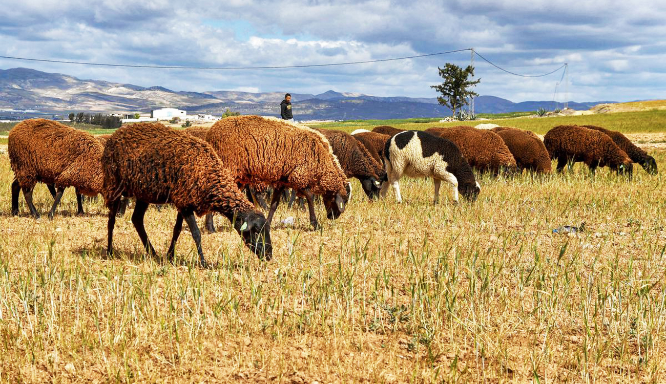 Élevage ovin en Tunisie : Une urgence économique…