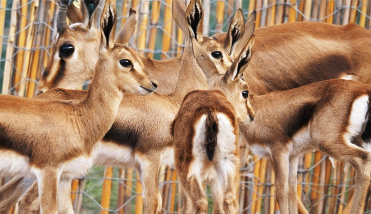 Braconnage et trafic illicite de nos espèces sauvages protégées :...