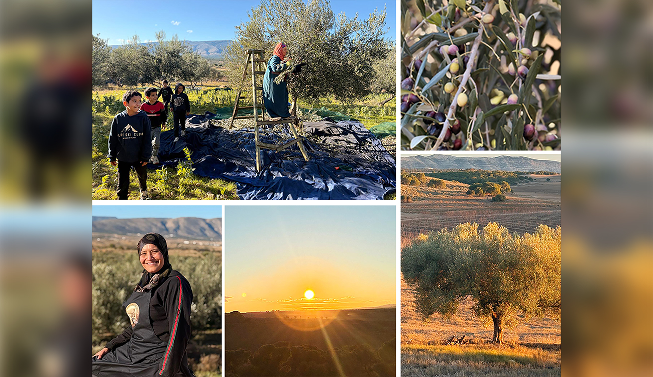 Reportage – Oueslatia : Racines de pierre, olives de feu…