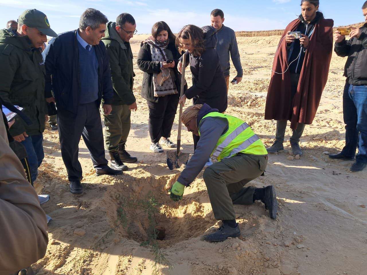 Tozeur : Un bouclier naturel pour sauver l’oasis de l’ensablement