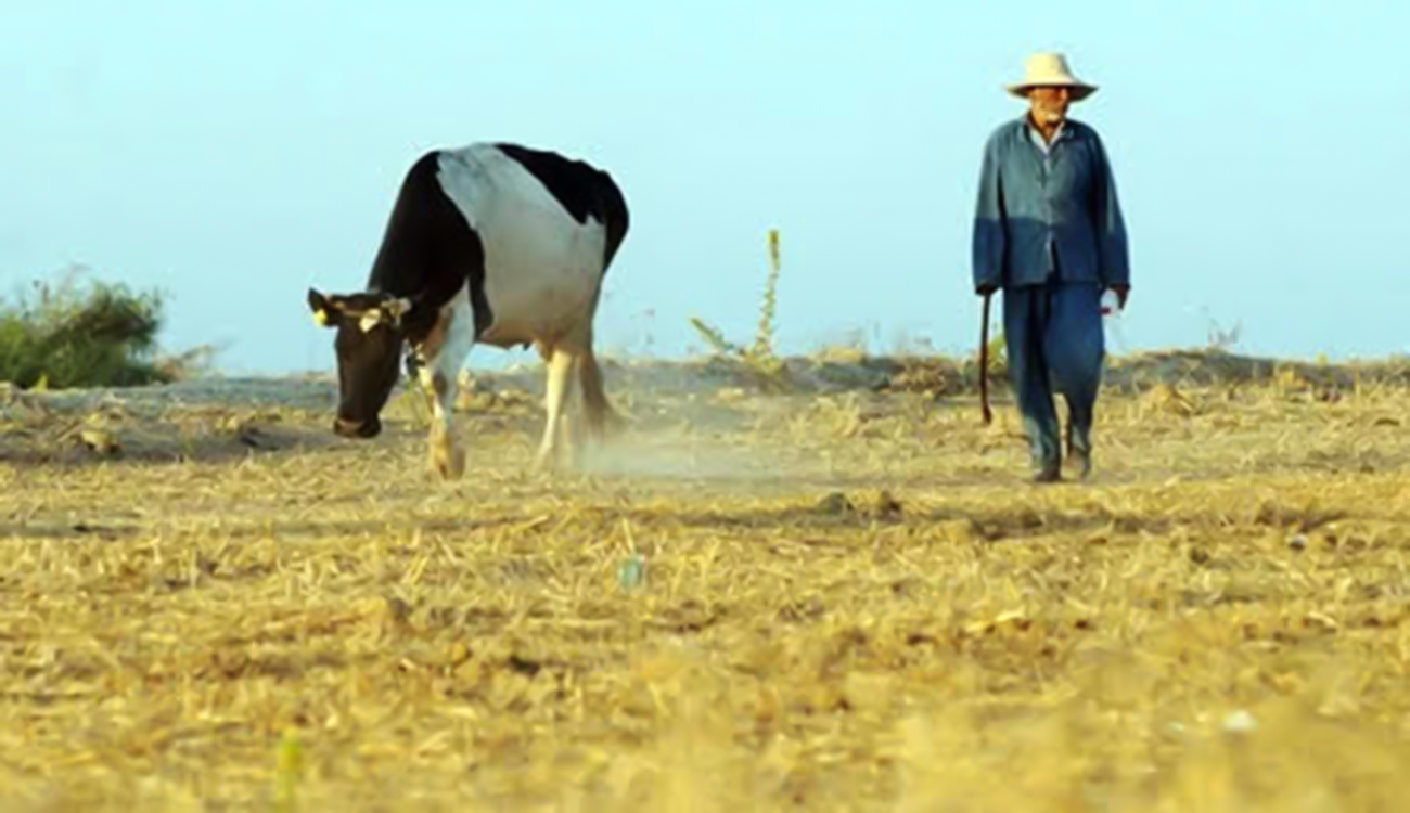 Contraction du cheptel : Une alerte sérieuse pour l’avenir de...