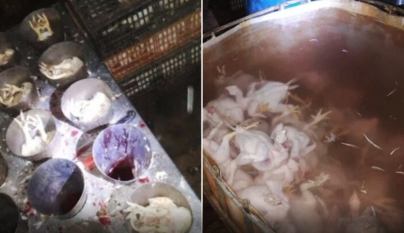 Viande impropre sur le marché : vaste saisie à Korba