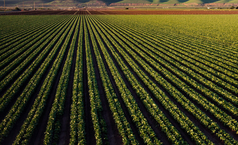 Agriculture biologique : Les exportations rapportent 800 millions de dinars