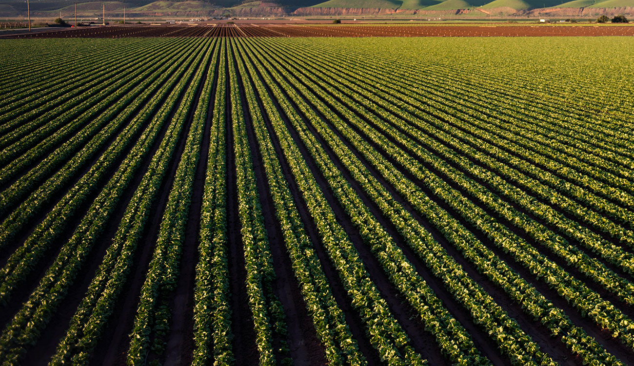 Agriculture biologique : Les exportations rapportent 800 millions de dinars