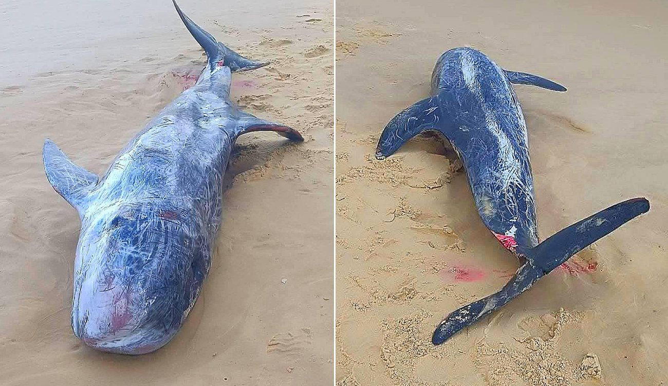 Béja : Une baleine échouée sur la plage de Zouara...