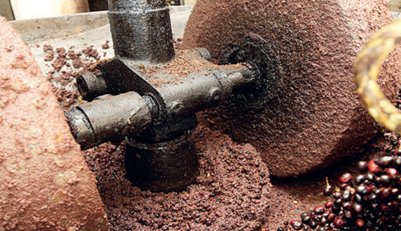 Déchets des olives : l’ANPE appelle à l’élaboration d’un plan...