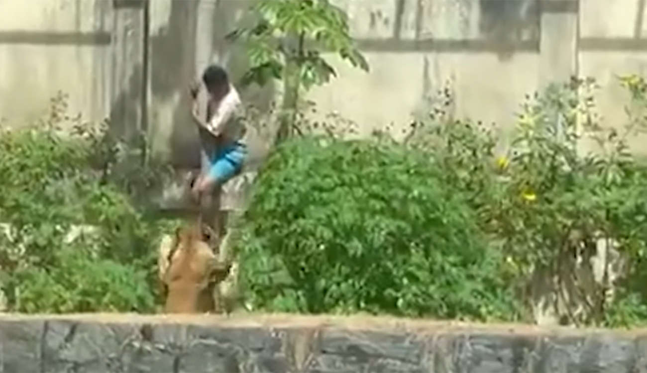 Brésil : une lionne dévore un jeune visiteur dans un...