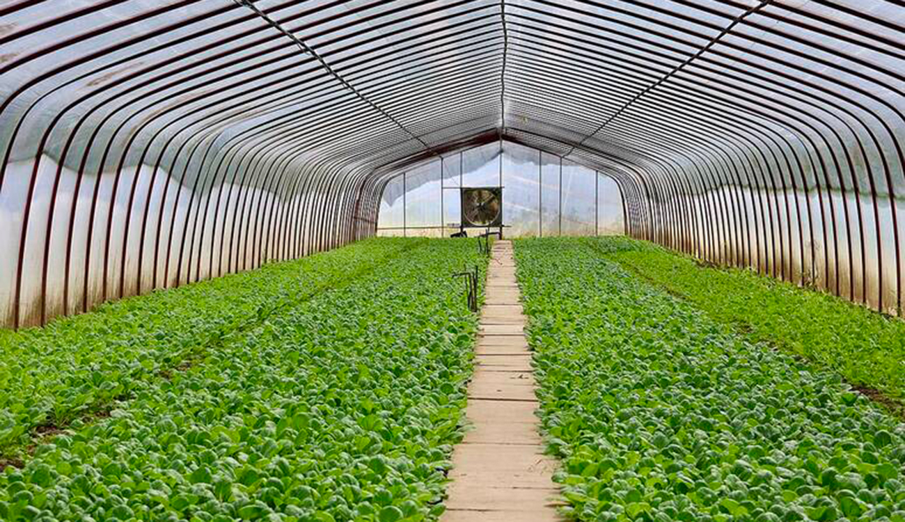 Kébili : La géothermie au service d’une nouvelle révolution agricole