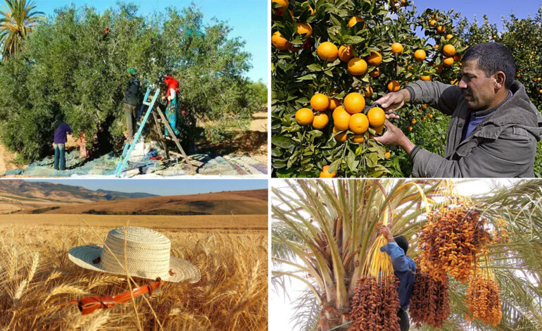 Produits agricoles stratégiques : Mieux gérer la distribution