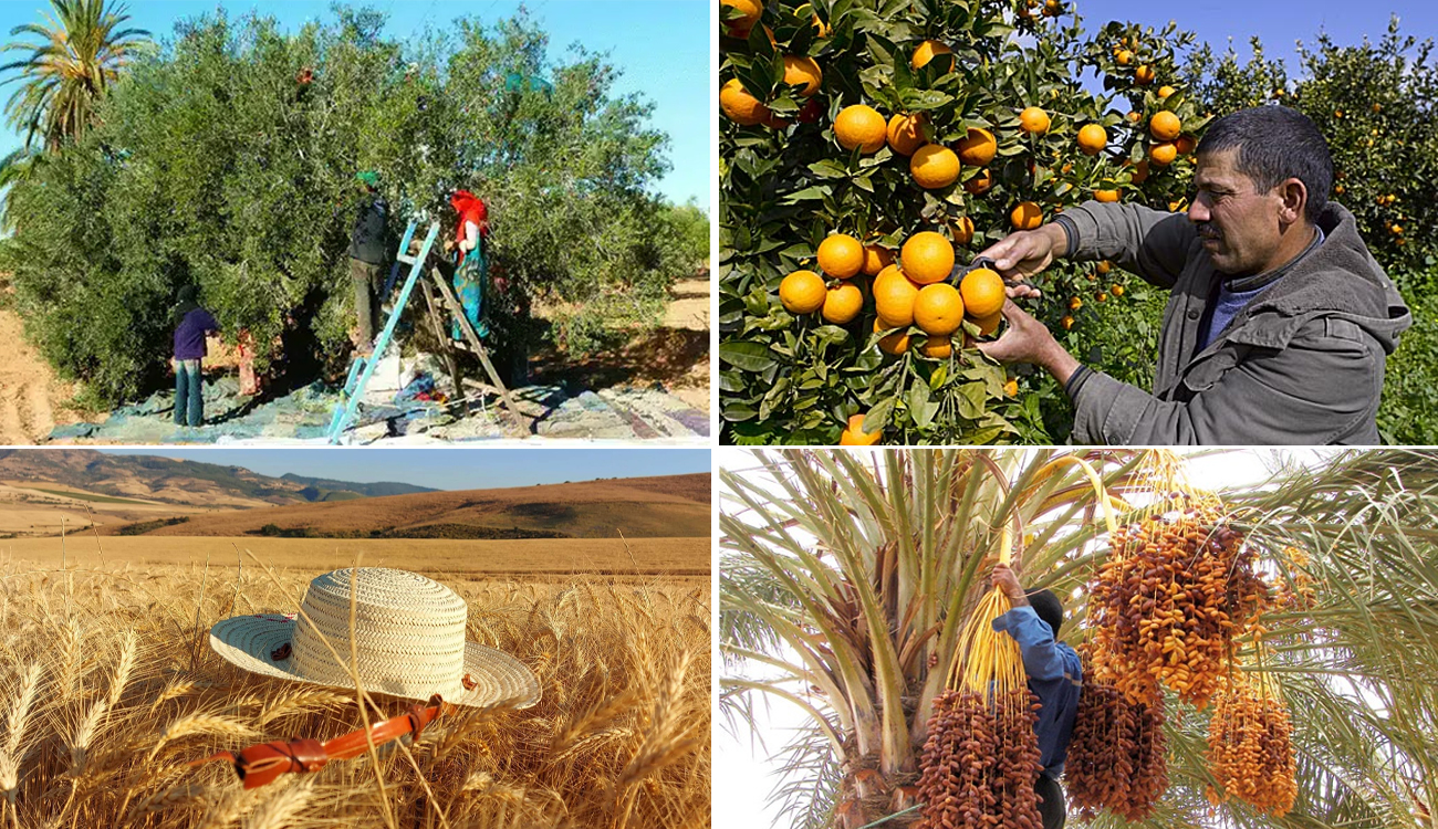 Produits agricoles stratégiques : Mieux gérer la distribution