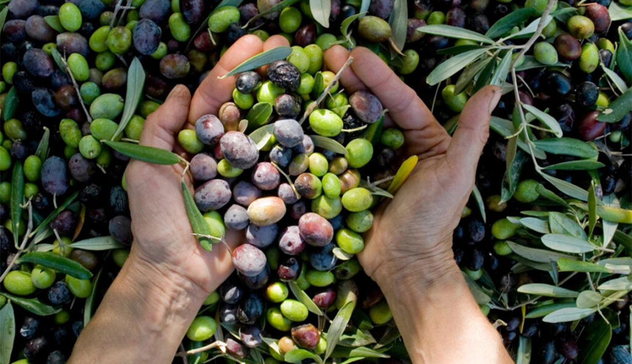 District du Centre : récolte record d’huile d’olive et perspectives...