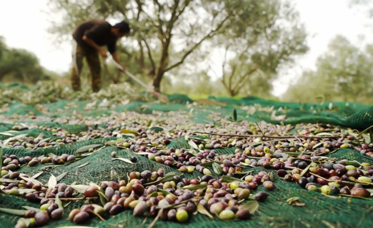 Kairouan : l&rsquo;effondrement des prix, paralyse la cueillette des olives