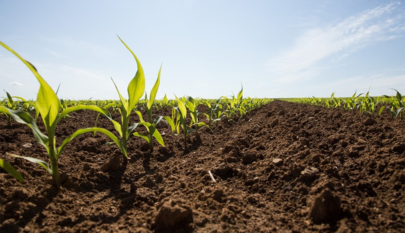 Anis Ben Rayana : « la saison des semis a progressé...