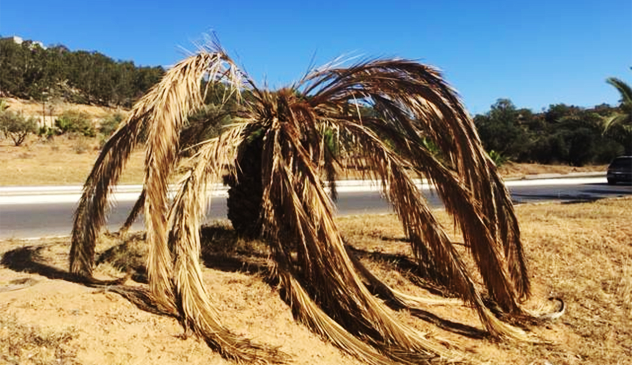 Charançon rouge : Un fléau menaçant pour villes et oasis 