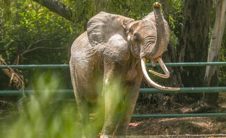 Décès de l’éléphante « Baby » au parc du Belvédère : une enquête annoncée