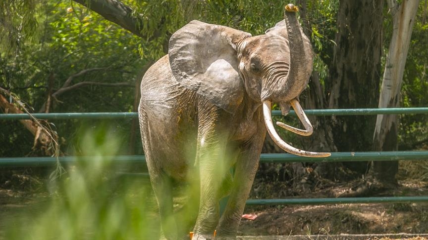Décès de l’éléphante « Baby » au parc du Belvédère...