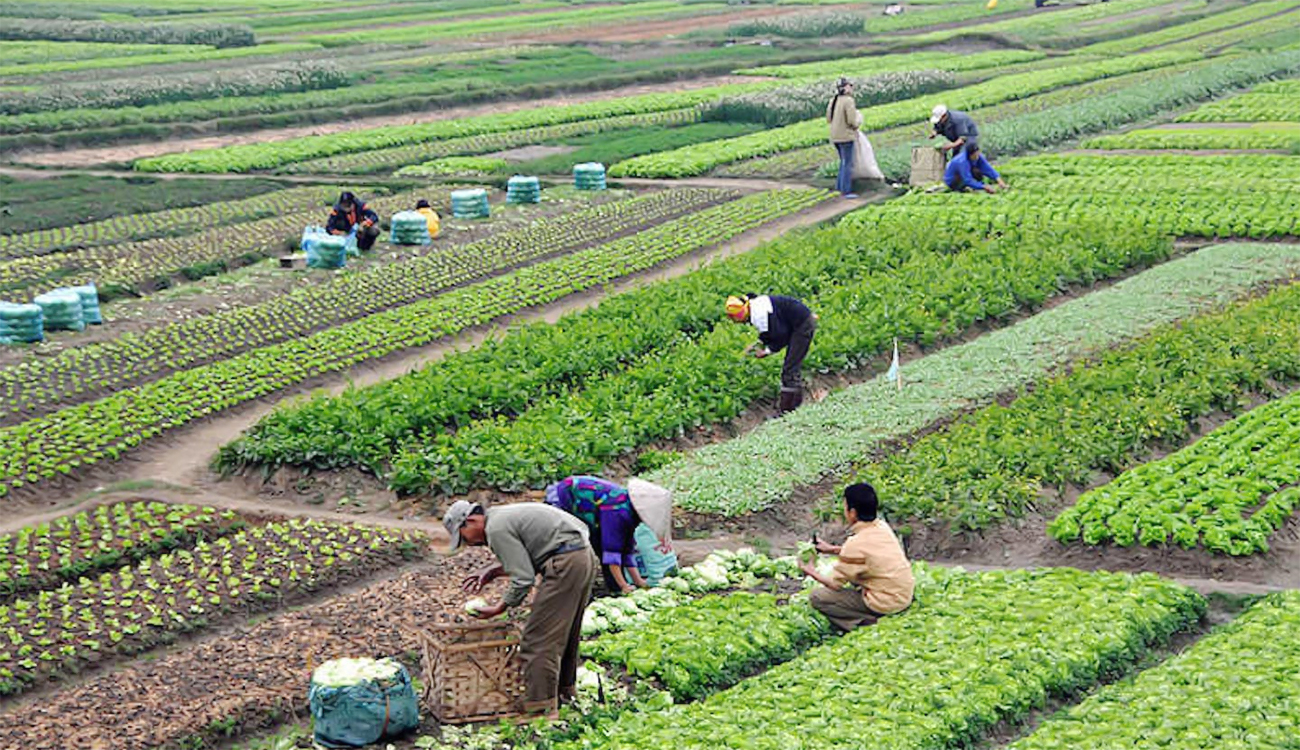 Secteur agricole : Des richesses à reconstituer