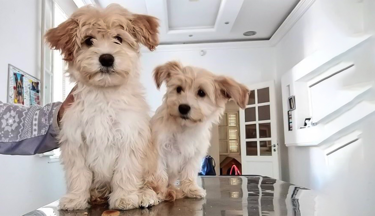 Déferlante d&rsquo;animaleries : Un business qui fait rage en Tunisie