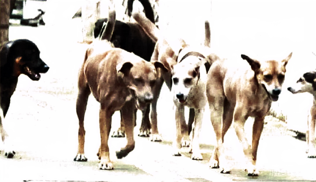 Chiens errants : L’abattage et l’extermination, des solutions provisoires